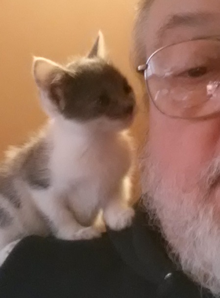 sushi  2 cat.jpg